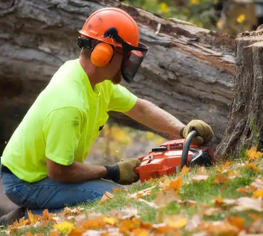 tree services San Jose